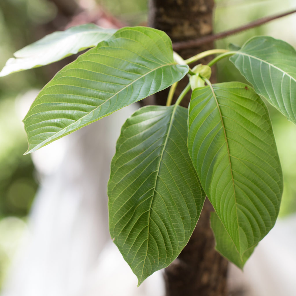 kratom powder