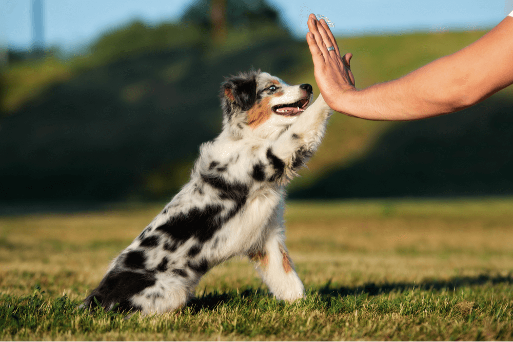 canine health supplies