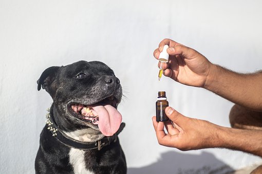 cbd oil for dog