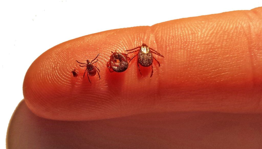 pest control ticks